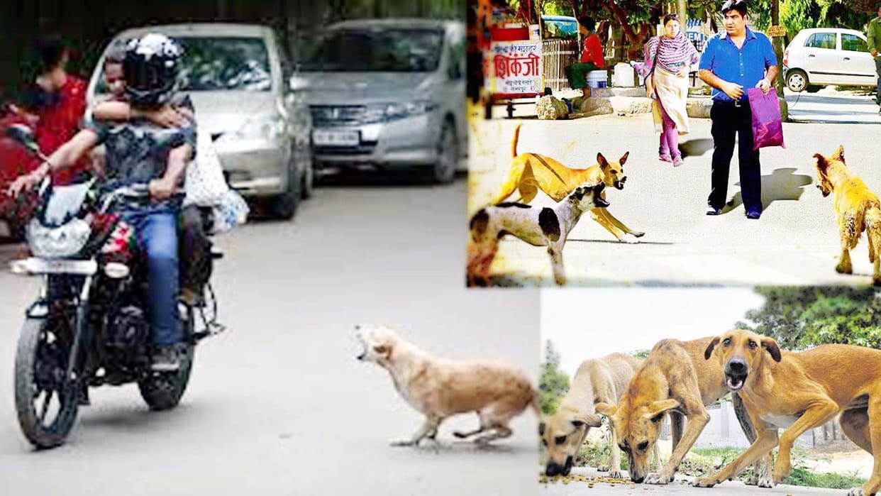 street dogs are dangerous in kanpur