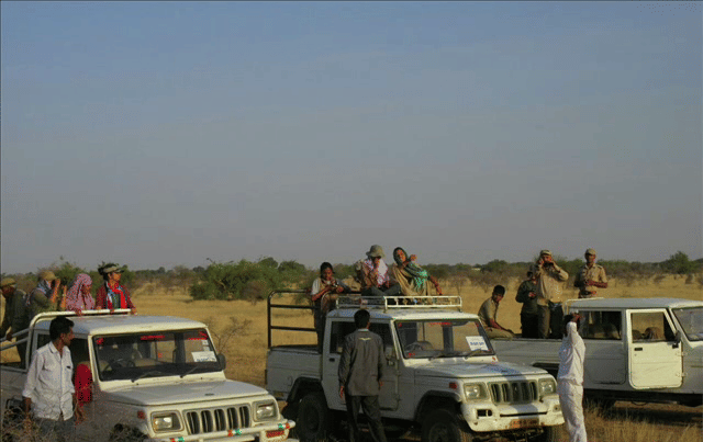 counting ended of the great indian bustard in jaisalmer 