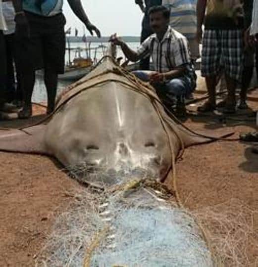 Rare 700-kg sawfish chokes to death off Maharashtra beach