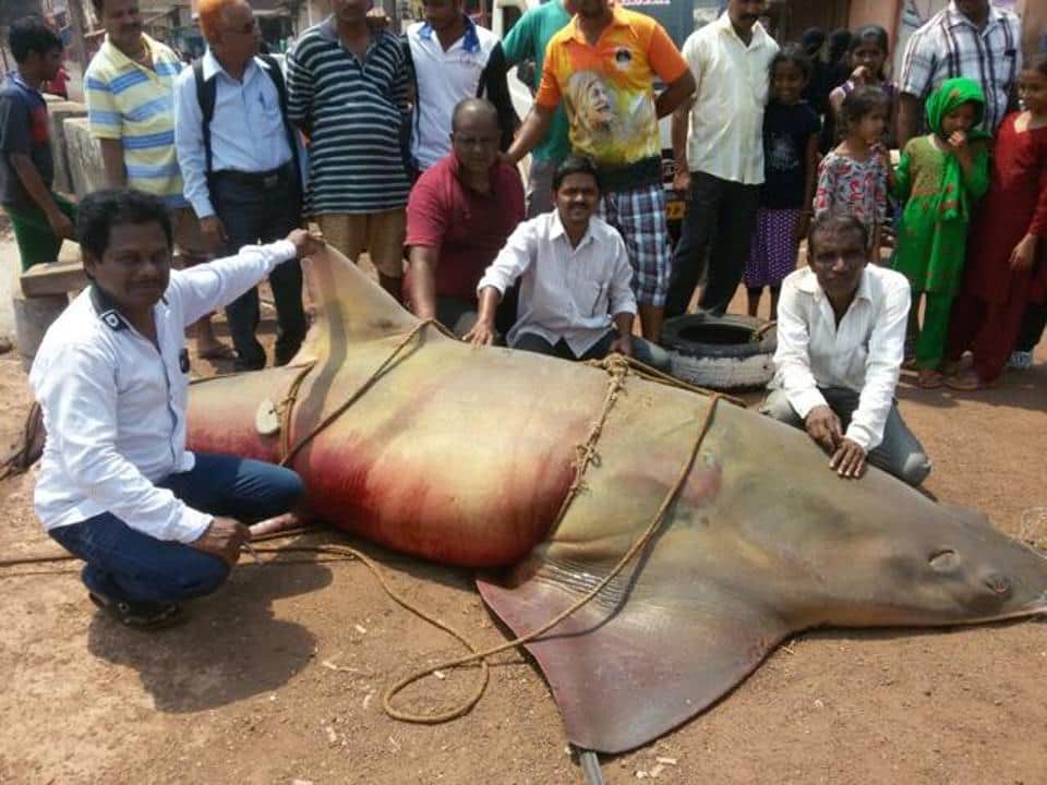 Rare 700-kg sawfish chokes to death off Maharashtra beach