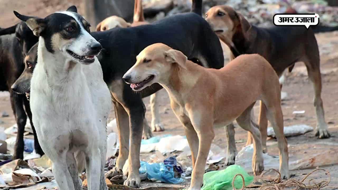 मोहाली, आवारा कुत्ते, नगर निगम