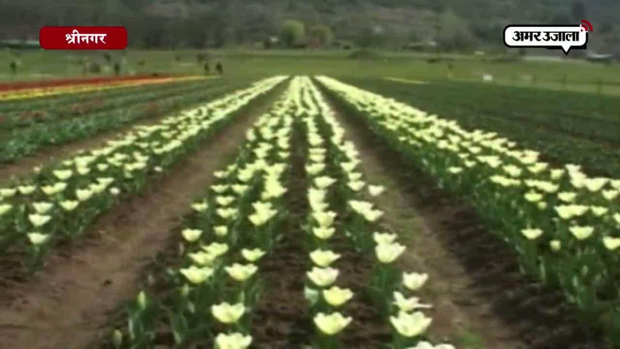 श्रीनगर