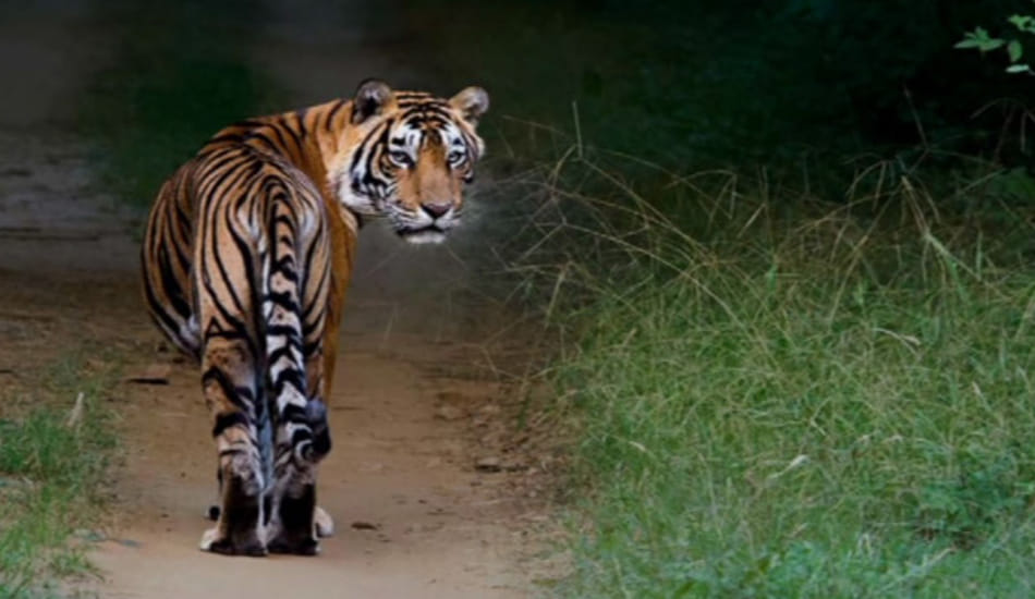 panic spreads due to leopard come in farrukhabad