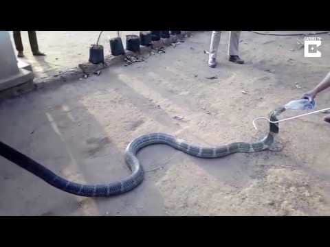 A snake drinks water from bottle