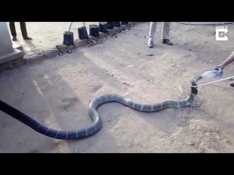 A snake drinks water from bottle