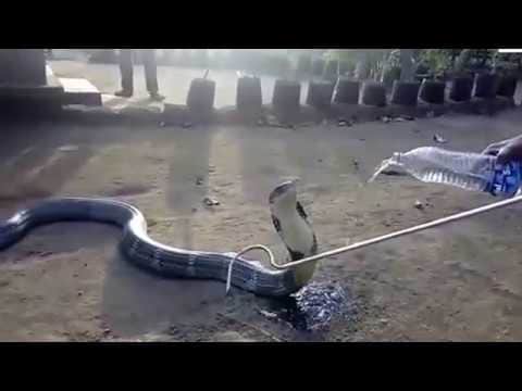A snake drinks water from bottle