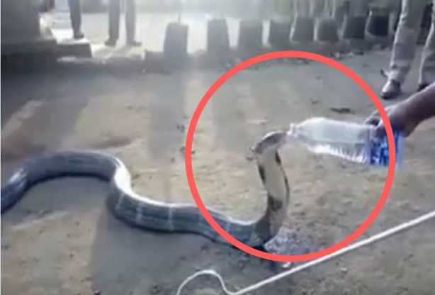 A snake drinks water from bottle