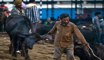 cm yogi order ignore now turn off business