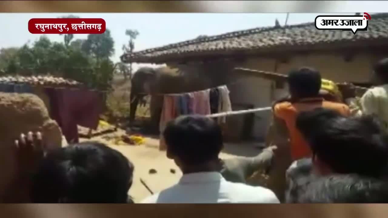हाथी