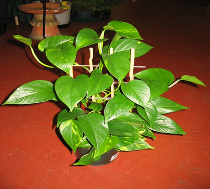 vaastu tips for money plants
