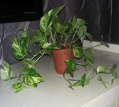 vaastu tips for money plants