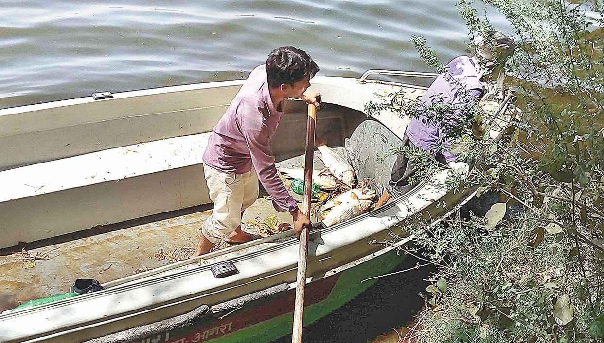 IVRI sent samples, extract dead fish out