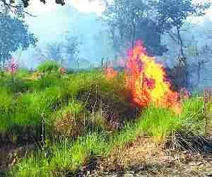 Fire in forest of Sultanpur