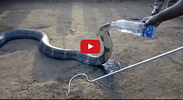A snake drinks water from bottle
