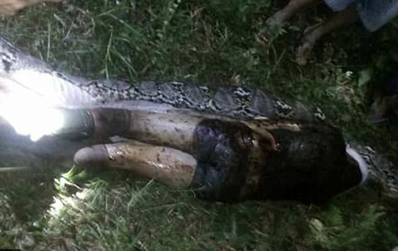man found dead Inside Giant Python in Indonesia