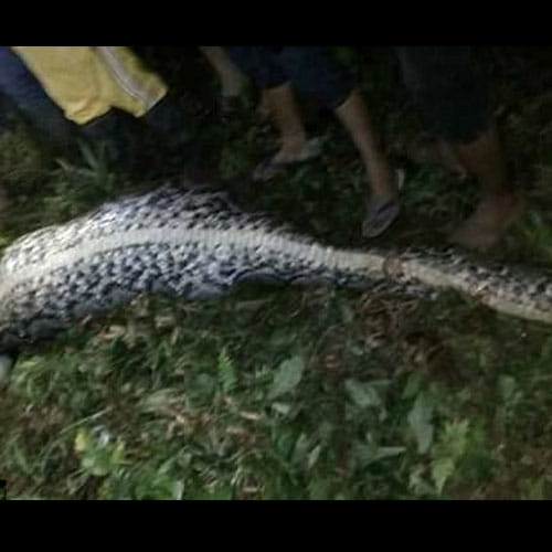 man found dead Inside Giant Python in Indonesia