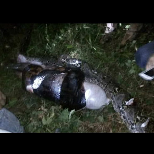 man found dead Inside Giant Python in Indonesia
