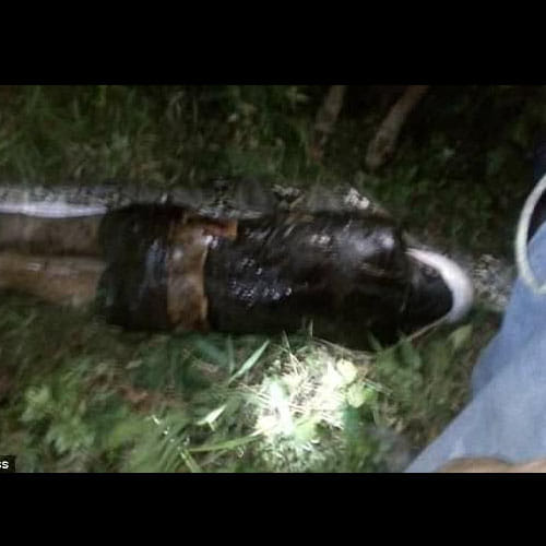 man found dead Inside Giant Python in Indonesia