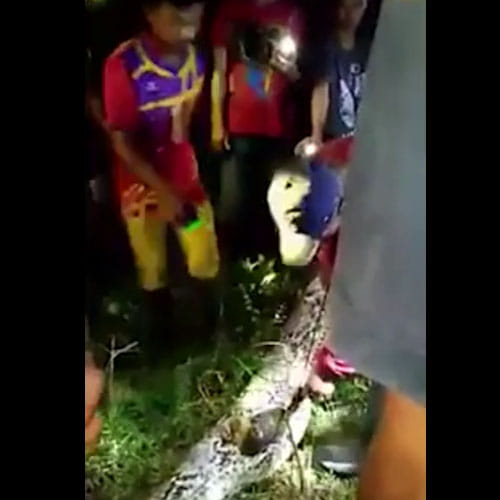 man found dead Inside Giant Python in Indonesia