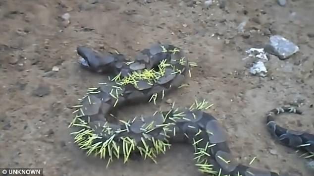 Snake gets its comeuppance after attacking a porcupine