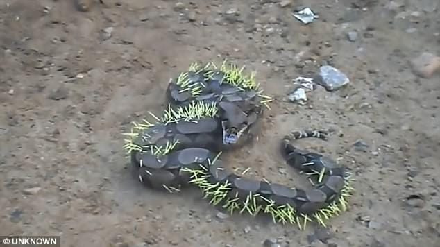Snake gets its comeuppance after attacking a porcupine