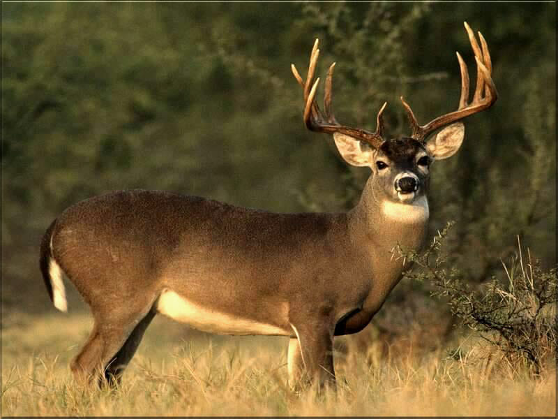 hunters found something interesting thing inside deer