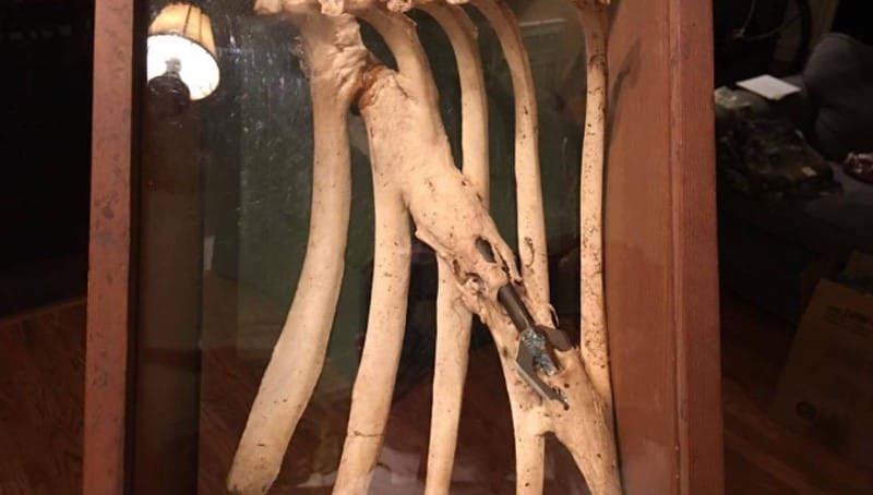 hunters found something interesting thing inside deer