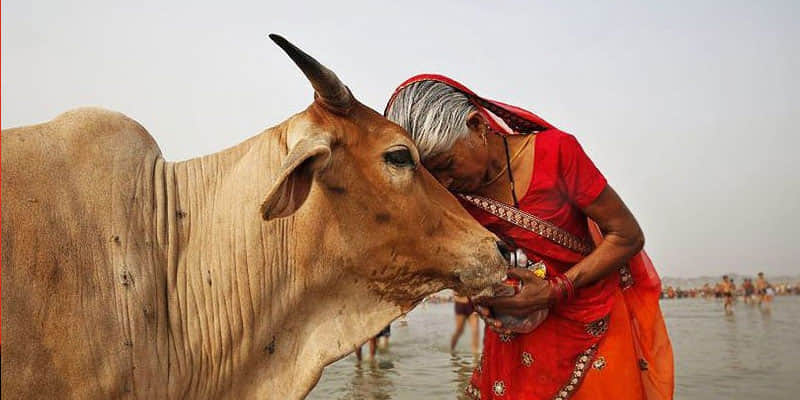 know cow remedies for health and wealth