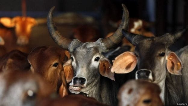 India: 10 states have legalised cow slaughter, 18 banned it