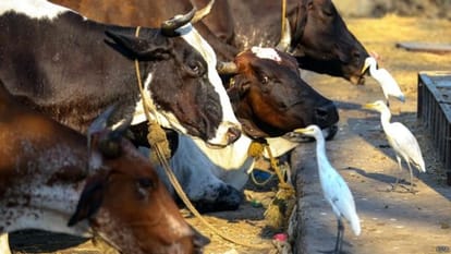 India: 10 states have legalised cow slaughter, 18 banned it
