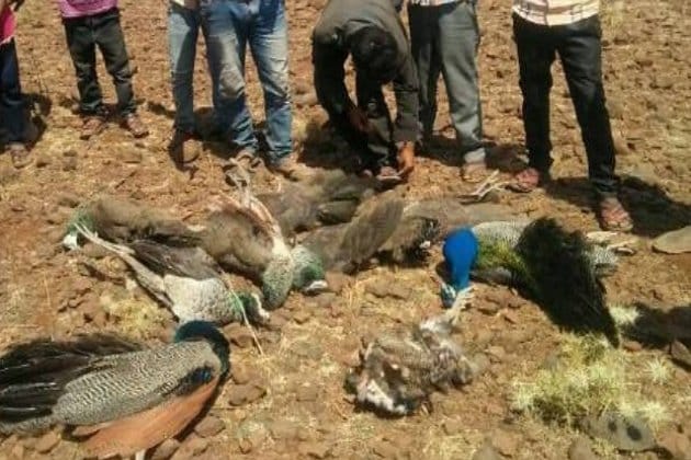 Peacock hunting in rajasthan