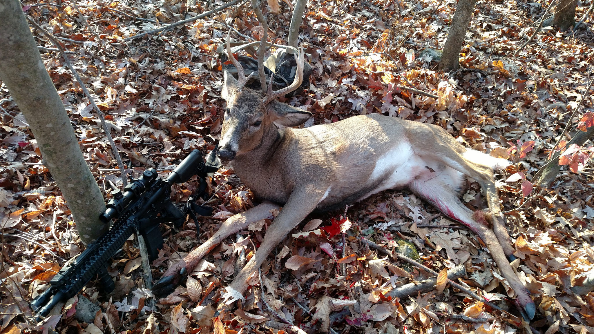 hunters found something interesting thing inside deer