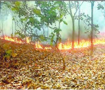 फैजाबाद के रुदौली तहसील में मवई में स्थित कुशहरी जंगल में शुक्रवार दोपहर फिर लगी भीषण आग ।