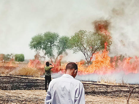 Ten bigha crops burnt by fire