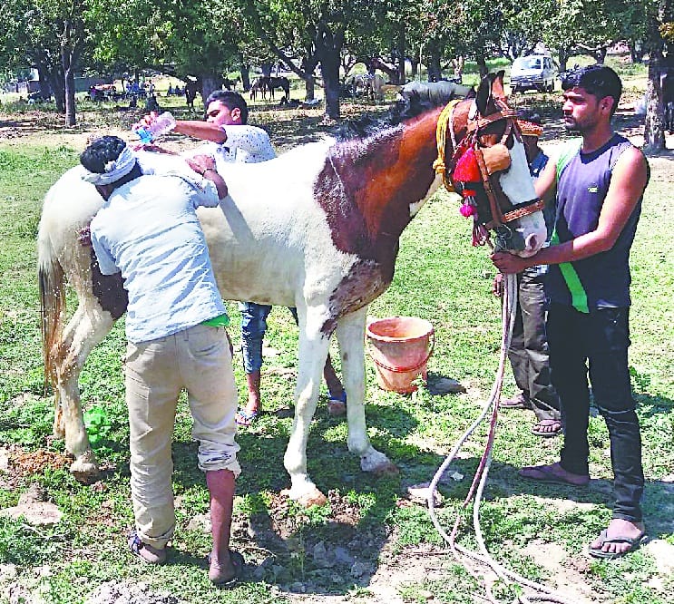  Phoolan Devi used to buy horse from Chaiti fare