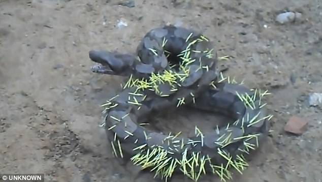 Snake gets its comeuppance after attacking a porcupine