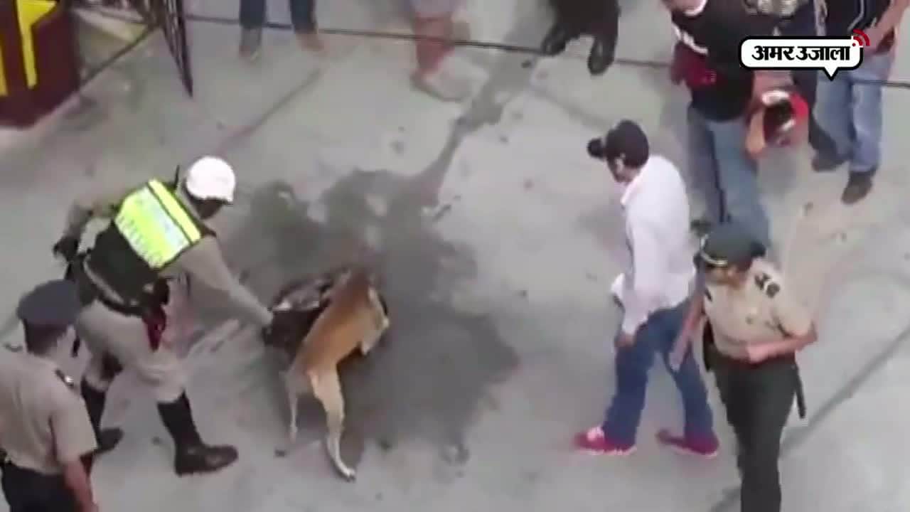 वायरल वीडियो