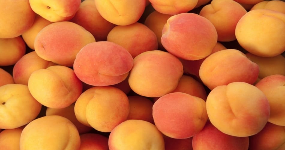 eat food in summer season