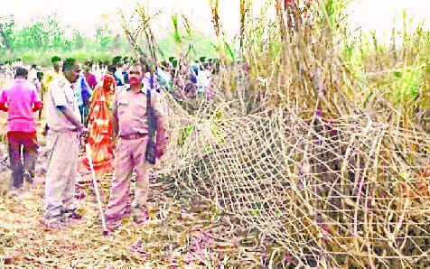 The farmers who went to peel the sugarcane were injured by the bears