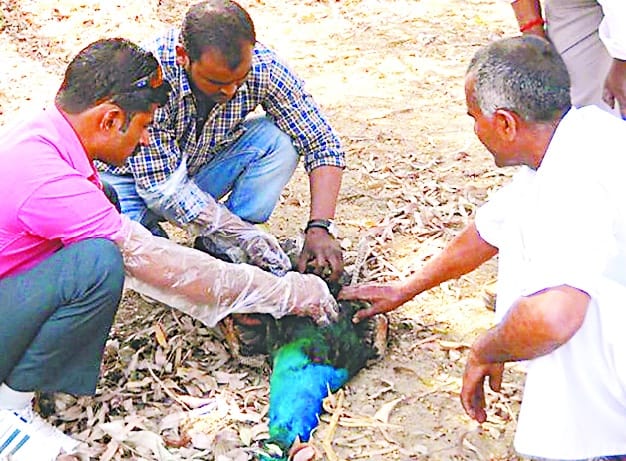 Remains of many peacocks found in Jalpur