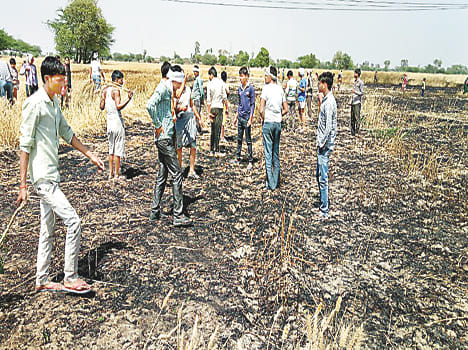 7 bigha crop caught fire