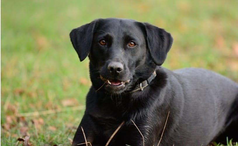 PM Narendra Modi’s security dog undergoes dental surgery