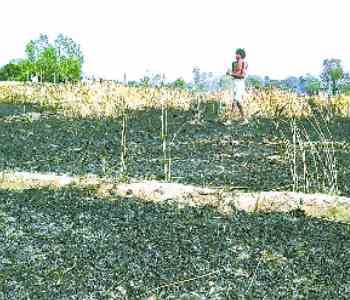 52 bigha wheat crop burned