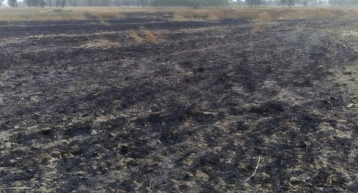Fire burns, 20 bigha wheat ash