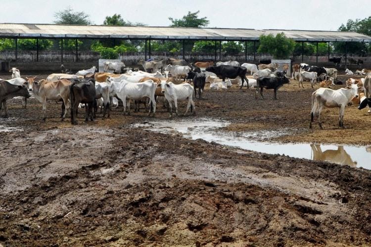 gau rakshak and police controversy sort outed, police will not charge verification fee now