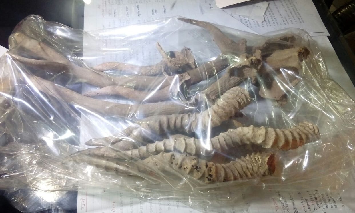Deer, cheetal horn recovered in Varanasi 