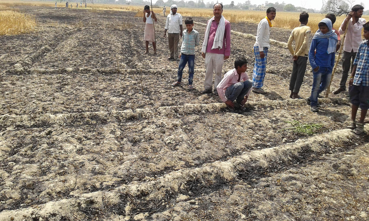 Wheat crop with fire
