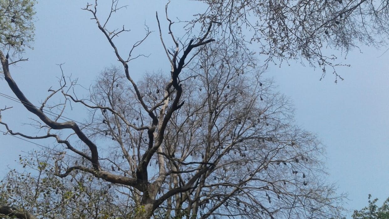 A scary tree at a distance of few steps from the SSP office, no one dares to get out of it