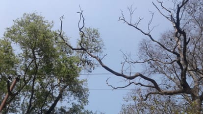 A scary tree at a distance of few steps from the SSP office, no one dares to get out of it