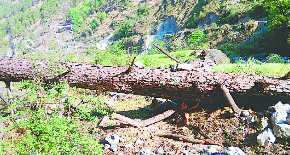Pindar valley steeped darkness by falling trees on 33 KV line